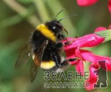 Джмелям загрожує повне вимирання