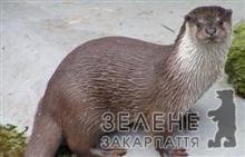 Закарпатська "чупакабра" - видра?