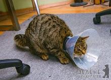 Ракові пухлини бувають і в чотирилапих