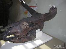 Закарпатські тури. Голос з минулого