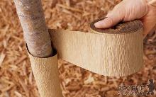 Утепляємо садові культури до перших морозів