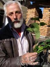 Закарпатські садівники рекомендують вживати наші овочі та фрукти, а не закордонні – безпечніше