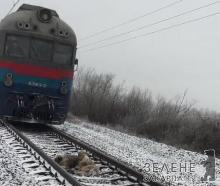 На Ужгородщині пес 2 дні охороняв на колії поранену подругу, лягаючи під потяги, що їхали над нею