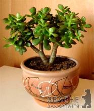 Як правильно формувати грошове дерево?