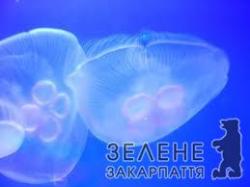 Італійський вчений виявив безсмертних тварин