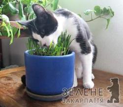 Рослинні корми для чотирилапих улюбленців