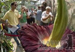 У Бельгії розцвіла найбільша і найсмердючіша квітка у світі