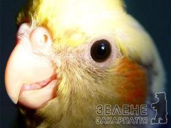 Папуга навчився щебетати в стилі dub-step