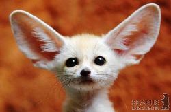 Мініатюрна вухата лисиця - фенек