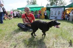 Дворові собаки розумніші від породистих?