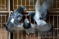У Бельгії наркотиками накачують спортсменів-голубів