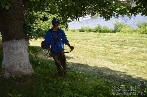 Ужгород почали рятувати від борщівника