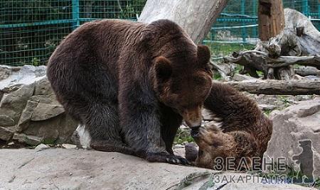 Місце, де вчать любити ведмедів