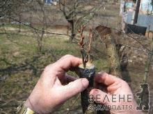 Основні методи захисту рослин від весняних морозів